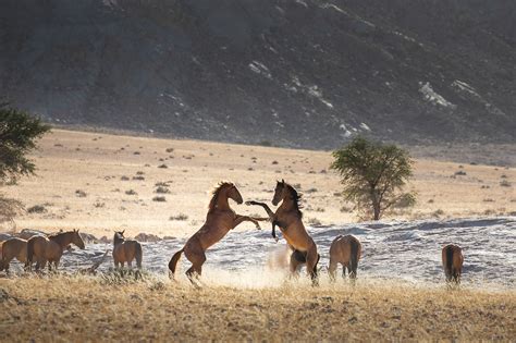 Wild steeds of the great Namib desert