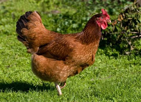 12 Chicken Breeds Best for Hot Climates - A-Z Animals