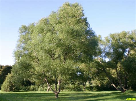 Black willow | The Morton Arboretum