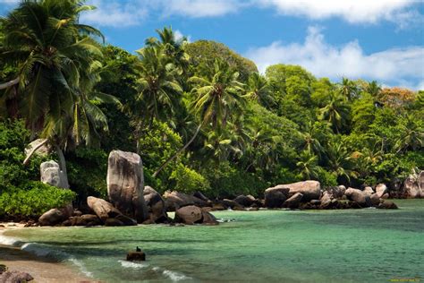 Jungle Beach Wallpapers - Top Free Jungle Beach Backgrounds ...