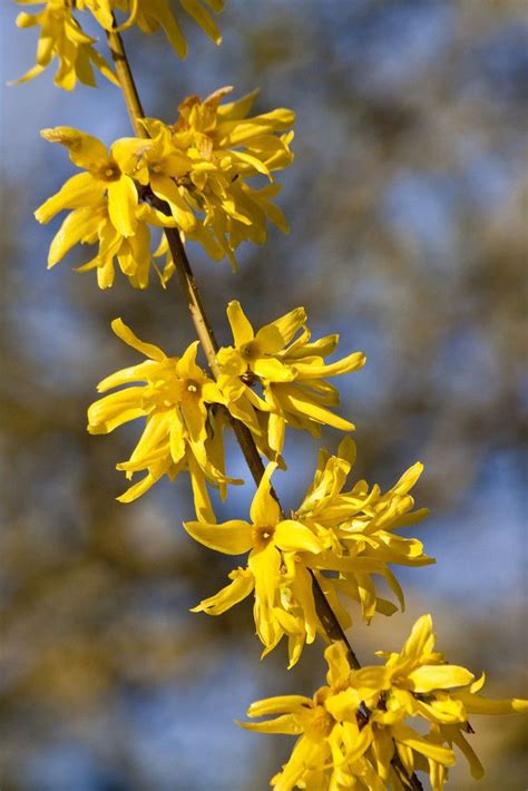 Forsythia x intermedia 'Spring Glory' | Forsythia, Pruning forsythia ...