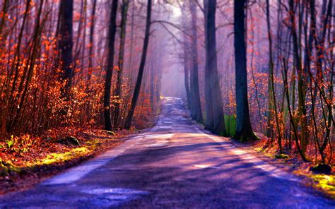 Forest road tilt shift wallpaper | 1920x1200 | #30191