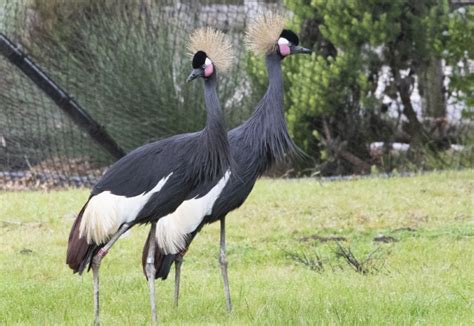 West African Crowned Crane - San Francisco Zoo & Gardens