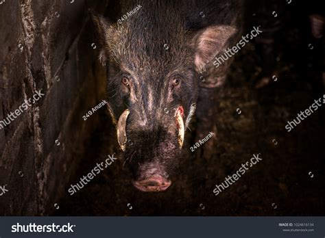 Boar Chew Boar Puncture Wound Stock Photo 1024616134 | Shutterstock