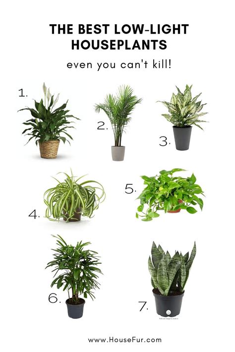 The Best Low-Light Houseplants You Can't Kill | Low light plants ...