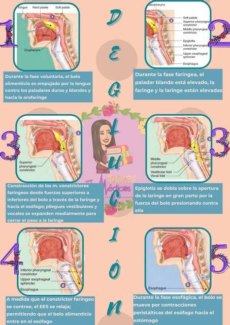 Fases de la Deglución | APUNTES MÉDICOS | uDocz