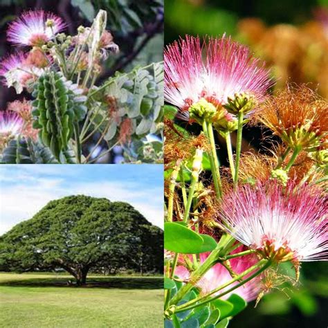 Seeds for Planting, Albizia Saman Seeds, Raintree, Monkeypod Tree, Bulk ...