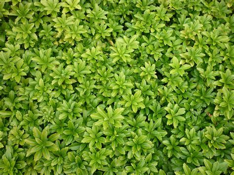 Pachysandra terminalis (Japanese Spurge) - A superb ground cover for ...