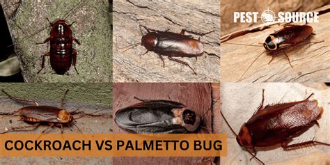 Cockroach vs. Palmetto Bug - Pest Source