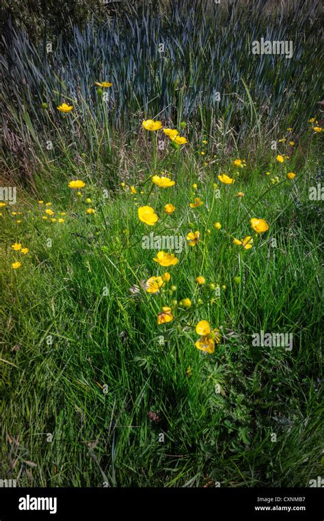 a wetlands conservation area and nature reserve Stock Photo - Alamy