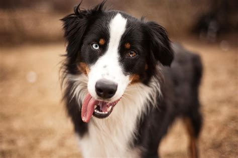 Australian Shepherd Dog Breed Profile