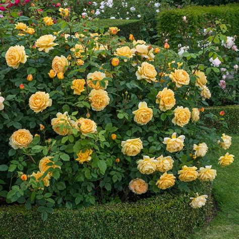 Golden Celebration | English Shrub Rose | David Austin Roses