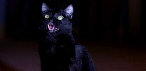 Scary Movie 2 Cat Gif