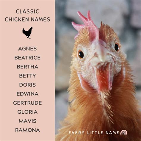 300+ Best Chicken Names (Classic, Cute, and Clever) - Every Little Name