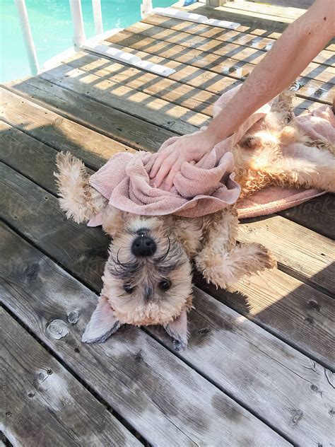 "Drying Off Dog With A Towel" by Stocksy Contributor "Jen Grantham ...