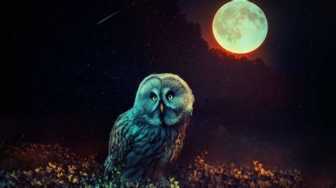 Halloween Owl Wallpapers - Wallpaperboat