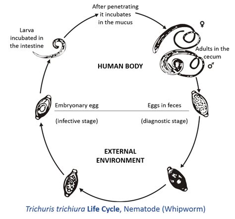 Trichuris trichiura - wikidoc