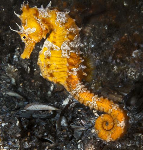 Yellow Longsnout Seahorse Photograph by Sandra Edwards