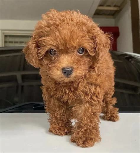 Teacup Poodle Full Grown (Adult Size & Age Fully Grown)