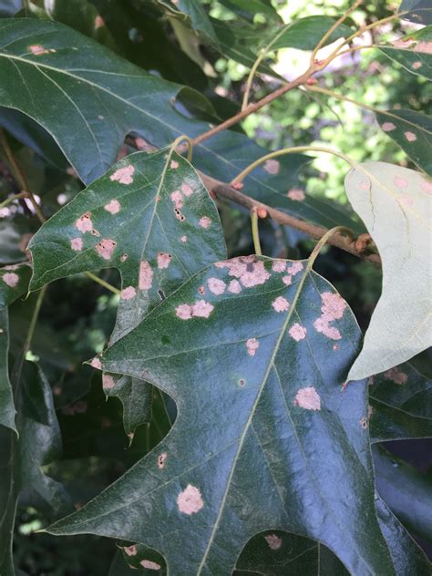 Oak Leaf Spots – Tubakia | Walter Reeves: The Georgia Gardener