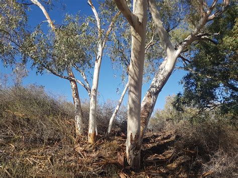 Deserts and xeric shrublands – Australian Acoustic Observatory | A20