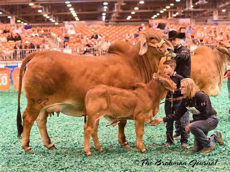 2018 Houston Livestock Show and Rodeo, Brahman Cattle Show - HK Cattle