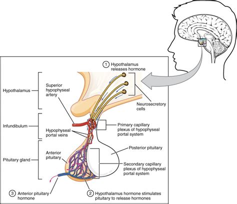 The Pituitary Gland and Hypothalamus | Anatomy and Physiology II