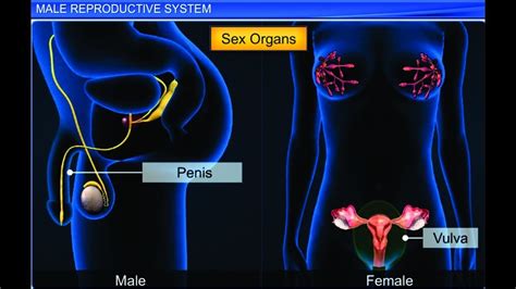 CBSE Class 12 Biology, Human Reproduction – 1, Male Reproductive System ...