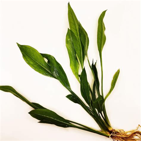 Amazon Sword Plant | Live Easy Aquarium Plants | Windy City Aquariums