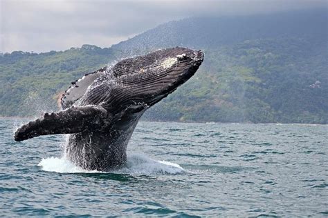 2-Hour Whale Watching Experience from Lahaina Harbor Maui 2023