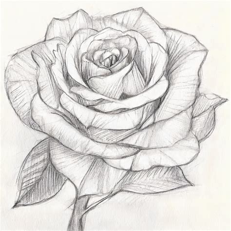 How to Draw a Realistic Rose for Beginners - Art Instruction For ...