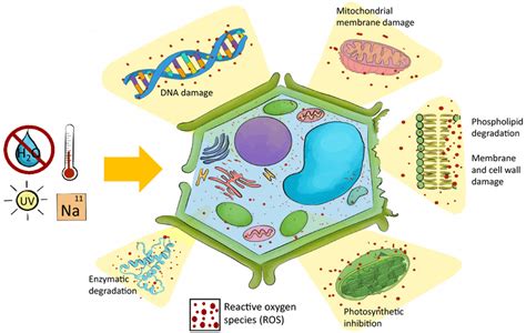 Oxidative stress damage caused by unbalanced reactive oxygen species ...