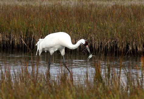 Aransas National Wildlife Refuge