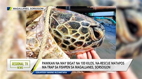 Regional TV News: Pawikan, Na-rescue - YouTube