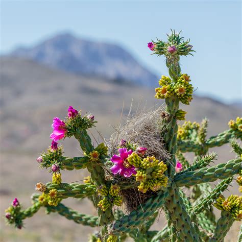 Desert Plants