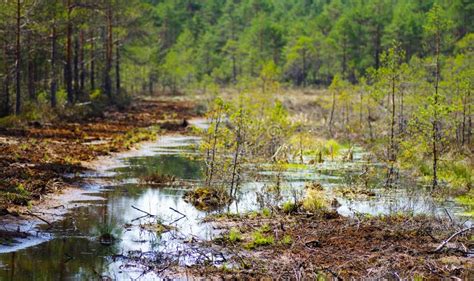 Restoration of Bog Ecosystem Stock Image - Image of green, country ...