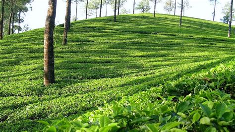 Movers Move: Darjeeling Tea Gardens - West Bengal, India.