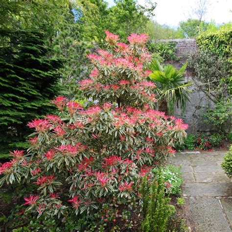 Evergreen Shrubs That Look Good In Your Garden All Year Round ...