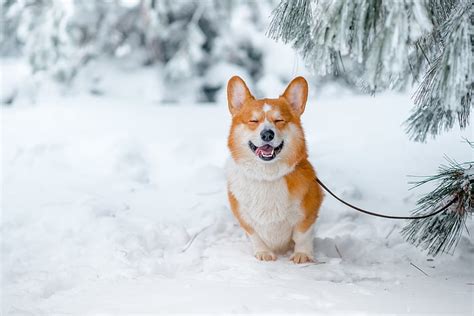 HD wallpaper: white and red ceramic figurine, Corgi, dog, nature ...