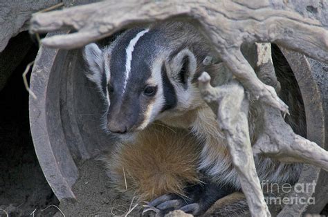 American Badger Habitat by Sean Griffin