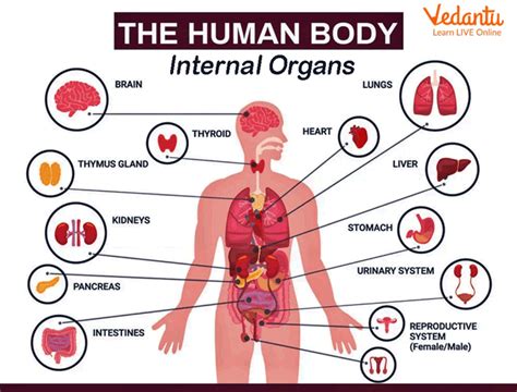 Body Parts Names: A Fun Learning Guide for Kids