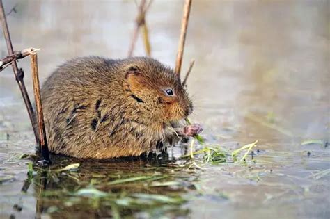 European Water Vole – Arvicola amphibius - Aquatic Mammals