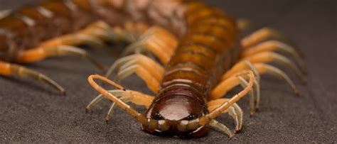 Centipede - A-Z Animals