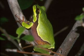 Pine Barrens Tree Frog Facts and Pictures