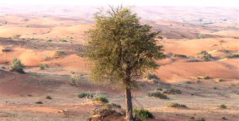 Ghaf tree at the heart of UAE biodiversity - Goumbook