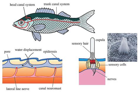 The Anatomy of Fish