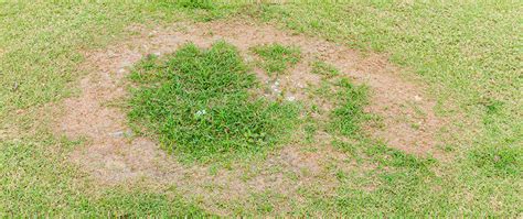 Necrotic Ring Spot - Be on the Lookout for This Lawn Disease This Fall ...