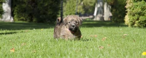 Norfolk Terrier: The Essential Breed Guide | Pets4You