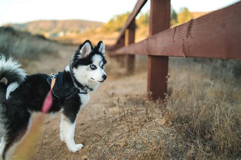 Miniature Husky Price - Photos All Recommendation