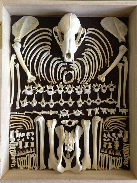 Animal Skeleton Crafts and Art